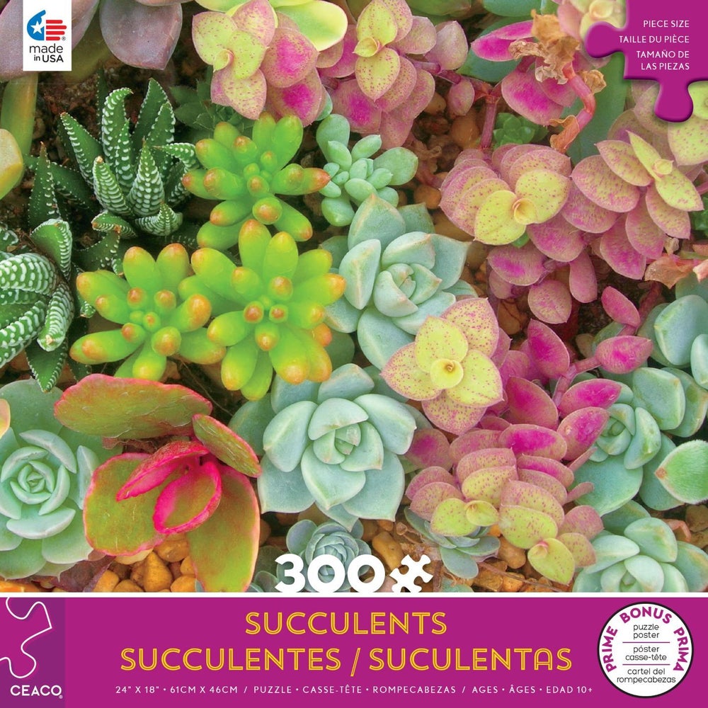 300PC OVERSIZED SUCCULENTS ASST (6) BL